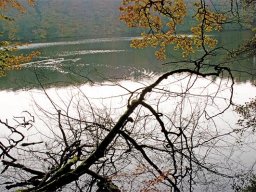 IMGP9050-Vaeltet-trae-ved-Hald-Soe